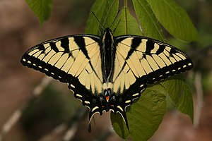 Tiger swallowtail butterfly, Shawnee National ...