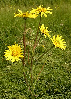 Козлобородник луговой (Tragopogon pratensis)