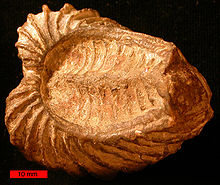 TrigonidBivalve.jpg