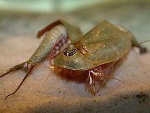 Triops australiensis 2.jpg