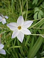 Ipheion uniflorum close-up