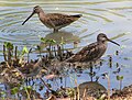 Solitary sandpiper