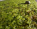 Miniatura per Alga
