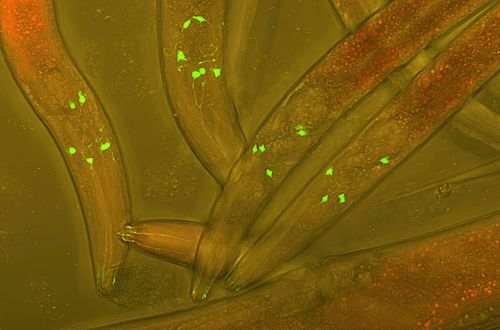 Pildil on C. elegans elus isendid, kelle neuronitesse on viidud GFP (green fluorescent protein), et visualiseerida nende neuronite arengut elavas ussikeses. Mikrofoto, fluorestsents + diferentsiaalne interferentskontrast