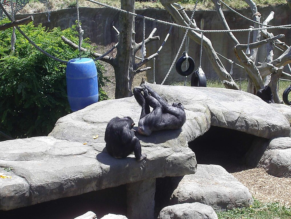 Zoo Chimps