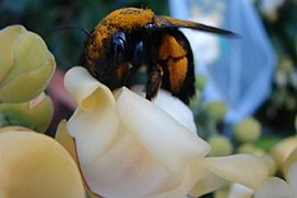 Fêmea de X. frontalis sobre flores de Bertholletia excelsa em Itacoatiara, Brasil.