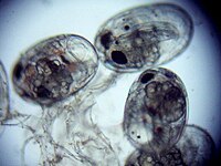 Eier der Amanogarnele unter dem Mikroskop