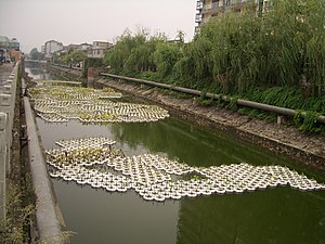 Aquatic plants in floating containers