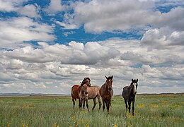 Chevaux sauvages.