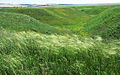 Steppe met vedergrassen in deelgebied "Ostrasjevy Jary".