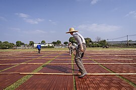 Photo of workers drying strips of xiangyunsha silk.