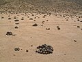 Copiapoa cinerea v pobřežní poušti tvoří pravidelné porosty.