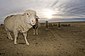 2009-Targhee-Sheep.jpg