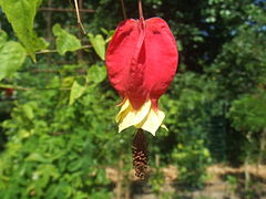 Description de l'image Abutilon megapotamicum11.jpg.