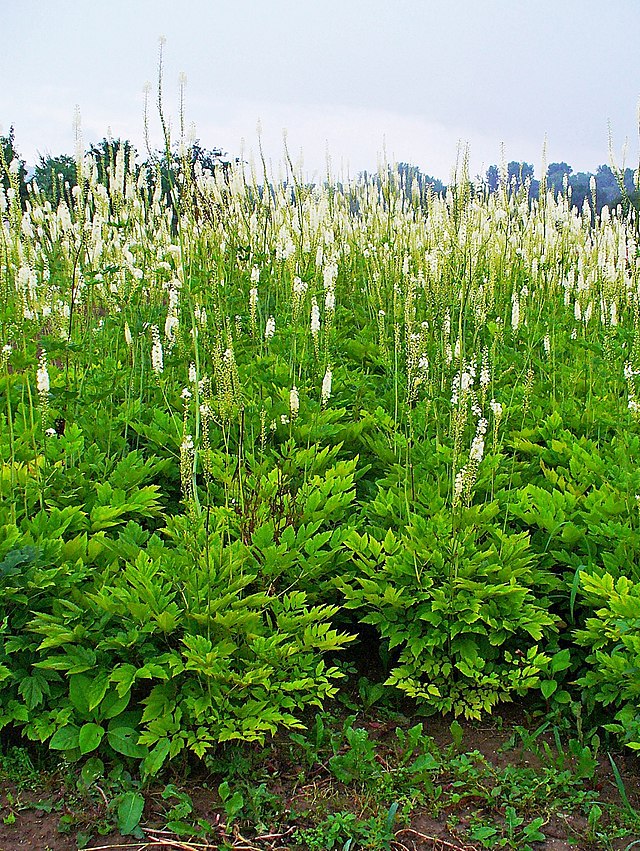 Description de l'image Actaea racemosa 005.JPG.