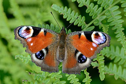 Borboleta pavão-diurno (Aglais io), encontrada nas regiões temperadas da Europa e da Ásia. (definição 4 354 × 2 903)