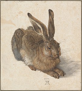 Leporo, (1502), Akvarelo kaj guaŝo (Albertina, Vieno)