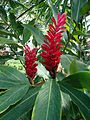 Kvetoucí Alpinia purpurata