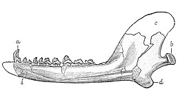 Docodon striatus