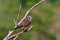 Falcón común (Falco sparverius)
