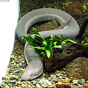 Amphiuma tridactylum.jpg