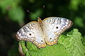 Anartia jatrophae