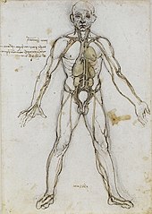 Anatomical study by Leonardo da Vinci Anatomical Male Figure Showing Heart, Lungs, and Main Arteries.jpg