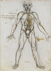 Анатомична мъжка фигура, показваща сърцето, белите дробове и главните артерии.jpg