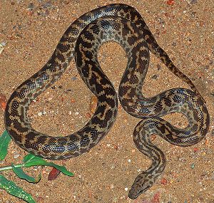 Spotted python (Antaresia maculosa). Taken at ...