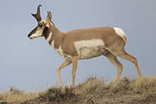 The pronghorn is the fastest land mammal in the Western Hemisphere and can reach speeds up to 55 mph. Antilocapra americana male (Wyoming, 2012).jpg