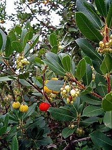 The green leaves, white flowers and red berries of the strawberry tree, whose colors recall the flag of Italy: for this reason this bush is considered one of the Italian national symbols. The strawberry tree, which is native to the Mediterranean region, is the national tree of Italy. Arbustus unedo.jpg