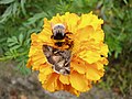 6 = Gammaeule (Autographa gamma) und Dunkle (Bombus terrestris) oder Hellgelbe Erdhummel (B.lucorum)