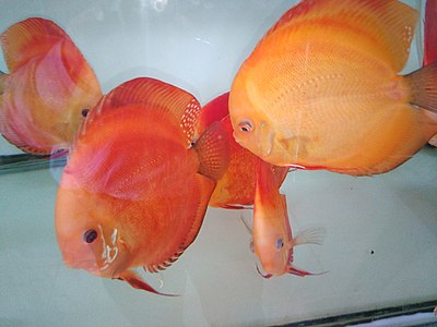 Cá cảnh (cá dĩa đỏ) được nhân nuôi tại Khu Nông nghiệp Công nghệ cao của Củ Chi 160119.jpg