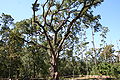 The Camp Salmen Live Oak is 22.00 feet in girth and registered with the Live Oak Society.