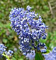 Ceanothus griseus var. griseus