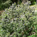 Ceanothus papillosus var. roweanus