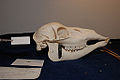 Skull of brow-antlered deer, Rucervus eldii, Natural History Museum Leiden