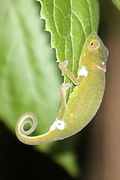 ??? Onbekende kameleon in Nationaal park Ranomafana