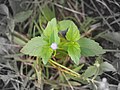 Pokok kapalterbang berbunga putih