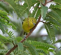 ମଲ୍ଟିକଲର୍ ଉପପ୍ରଜାତିର ମାଈ (ନର୍ସାପୁର, ତେଲେଙ୍ଗାନା)