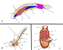 A. Lancelet (a chordate), B. Larval tunicate, C. Adult tunicate. Kowalevsky saw that the notochord (1) and gill slit (5) are shared by tunicates and vertebrates. Comparison of Three Invertebrate Chordates.svg