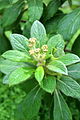 Fleurs de Cylindrocline commersonnii en boutons.