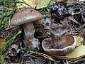 Cotyinarius brunneus