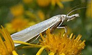 Miniatura para Crambidae