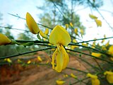 Жарновець великоквітковий[es] (Cytisus grandiflorus) у Лоле, Португалія