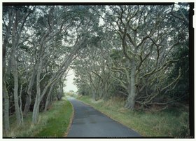 Image illustrative de l’article Mauna Loa Road