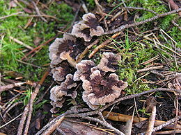 Žeminis karpininkas (Thelephora terrestris)