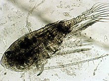 Diaptomus EPA.jpg