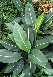 Dieffenbachia oerstedii kz2.jpg