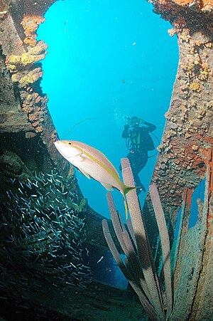 Diver on the wreck of the Hilma Hooker, Bonaire.